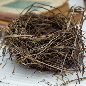 Authentic bird nest, Real bird&#39;s nests Natural findings Natural décor crafts supply terrarium garden ornithologist’s collection Easter décor