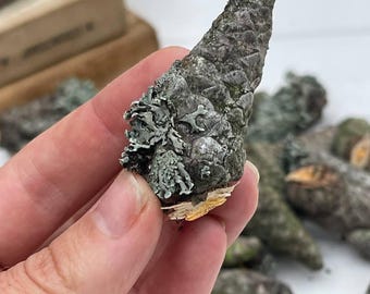 10 gedroogde dennenappels met korstmos voor natuurlijk decor en handwerk, terrariumdecoratie, handwerkaanbod grijs natuurlijk korstmos.