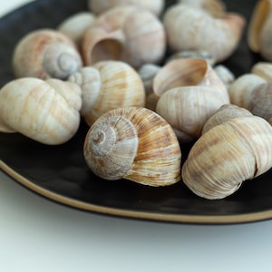 Set of 16 Land Snail Shells Natural for Craft, Art, Sea Theme Decoration, Maritime Wedding Decor, Nautical Home Decor, Wild, Garden Shells