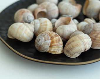 Set of 16 Land Snail Shells Natural for Craft, Art, Sea Theme Decoration, Maritime Wedding Decor, Nautical Home Decor, Wild, Garden Shells