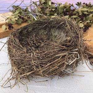 Authentic bird nest, Real bird&#39;s nests Natural findings Natural décor crafts supply terrarium garden ornithologist’s collection Easter décor