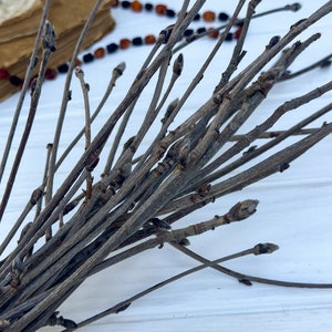 Rowan branches, set of 13 dried rowan branches, Rowan branches for witchcraft, Rowan twigs for magic,Pagan rowan wood, Wiccan rowan branches
