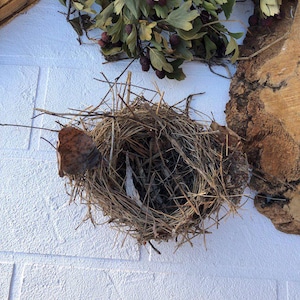 Authentic bird nest, Real bird&#39;s nests Natural findings Natural décor crafts supply terrarium garden ornithologist’s collection Easter décor