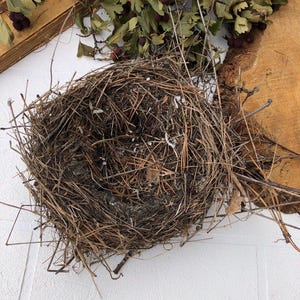 Authentic bird nest, Real bird&#39;s nests Natural findings Natural décor crafts supply terrarium garden ornithologist’s collection Easter décor