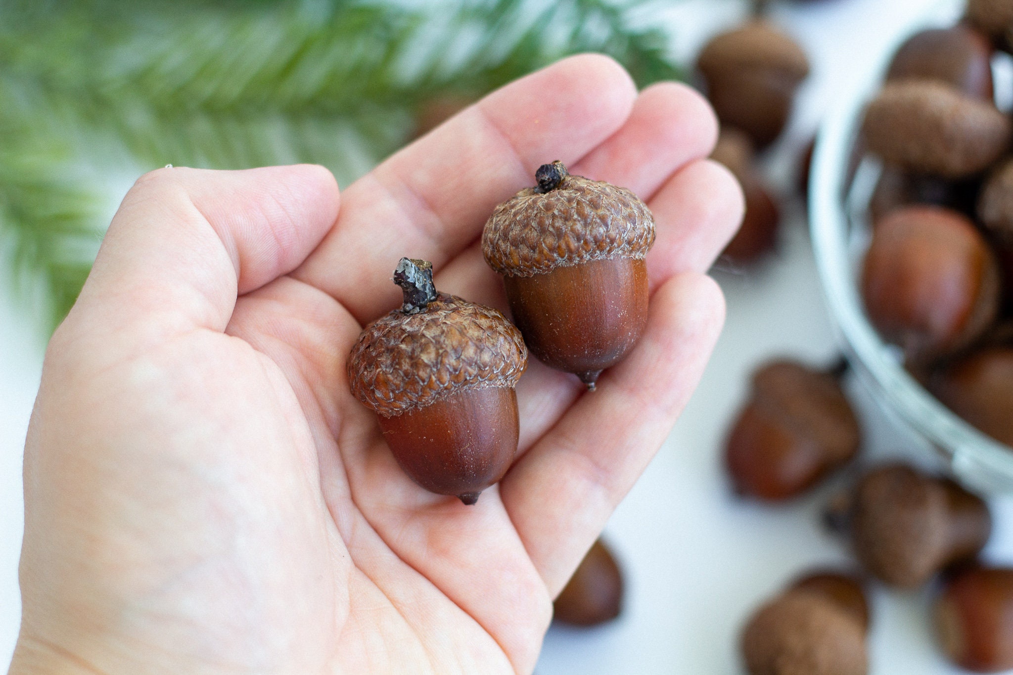 2 Decorazioni Ghiande Dorate – 12 Cm, Marrone, Per Natale, Autunno, Composizioni E Centrotavola