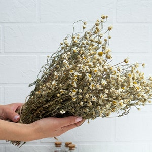 Dried chamomile White chamomile Dried Marticaria Chamomilla Bunch (Chamomille) Wedding Decoration Rustic Bouquets Dried floral bunch