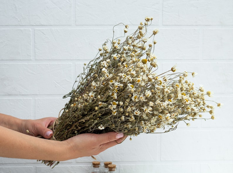 Puede incluir: Un ramo de manzanilla seca con p&eacute;talos blancos y centros amarillos, sostenido por manos contra una pared de ladrillos blancos. Los tallos est&aacute;n atados con hilo, creando una est&eacute;tica r&uacute;stica y natural. Las flores son de color beige claro.