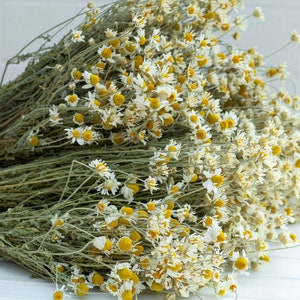 Puede incluir: Ramos de flores de manzanilla secas, con p&eacute;talos blancos y centros amarillos, atados con hilo. Las flores secas tienen un aspecto natural y r&uacute;stico, perfectas para manualidades o fines decorativos.