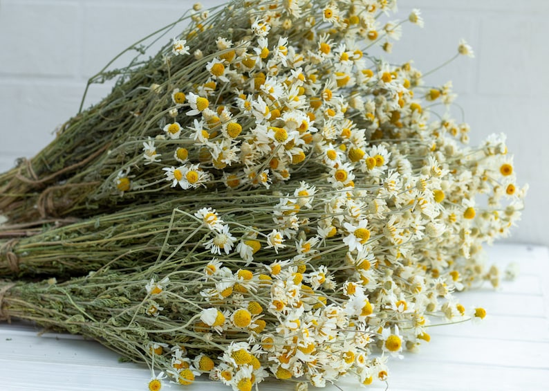 Puede incluir: Ramos de flores de manzanilla secas, con p&eacute;talos blancos y centros amarillos, atados con hilo. Las flores secas tienen un aspecto natural y r&uacute;stico, perfectas para manualidades o fines decorativos.