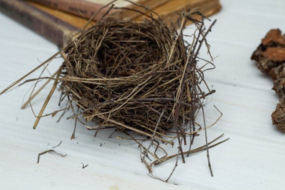 本物の鳥の巣、本物の鳥の巣 自然の発見物 自然の装飾工芸品を供給