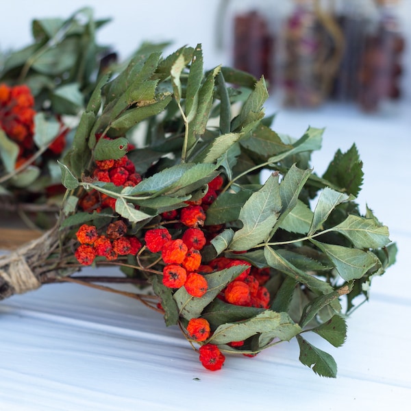 Dried Rowan leaves with rowan berry bundle 5-7 branches,rowan tree branch Protective Pagan Celtic rituals home protection craft Rustic decor