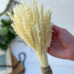 Bleached Dried Wheat, Natural wheat,  Dried flowers bouquet,  Wheat bouquet, Party Decor, DIY Craft, Bohemian decor,  Retro home decor