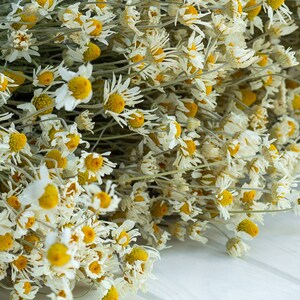 Puede incluir: Primer plano de un ramo de flores de manzanilla secas. Las flores tienen p&eacute;talos blancos y centros de color amarillo brillante. Los tallos son de color verde apagado. Las flores est&aacute;n dispuestas sobre una superficie de madera blanca.