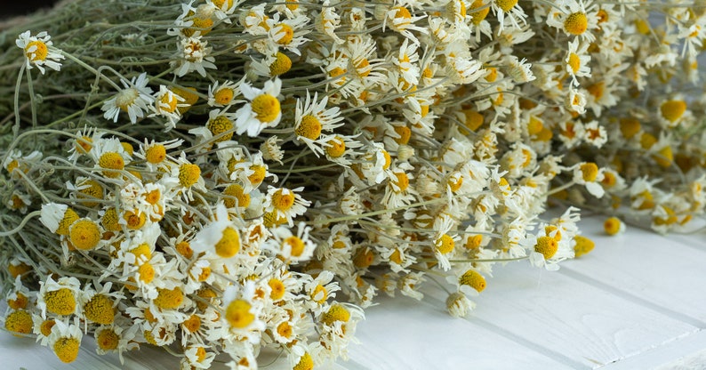 Puede incluir: Primer plano de un ramo de flores de manzanilla secas. Las flores tienen p&eacute;talos blancos y centros de color amarillo brillante. Los tallos son de color verde apagado. Las flores est&aacute;n dispuestas sobre una superficie de madera blanca.