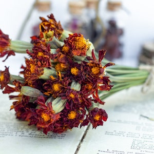 Caléndulas secas, flores secas, Tagetes patula, cabezas de flores secas, Flores de caléndula, Tagetes erecta