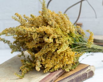 Verge d'or séchée, fleurs jaunes, fleur séchée jaune, bouguet séché, Solidago Canadensis, fleur de prairie, bouquet de style rustique