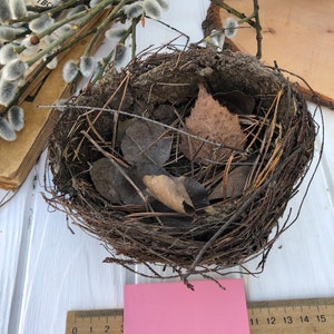 Authentic bird nest, Real bird&#39;s nests Natural findings Natural décor crafts supply terrarium garden ornithologist’s collection Easter décor