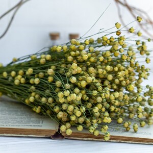 Flax linum, Dried Linum Bunch, dried flax fruits bunch, flax fruits branches, Natural Linum, Rustic Flower Bouquete, DIY handcraft supply image 5