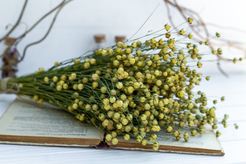 Flax linum, Dried Linum Bunch, dried flax fruits bunch, flax fruits branches, Natural Linum, Rustic Flower Bouquete, DIY handcraft supply image 5