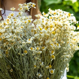 Puede incluir: Un gran ramo de flores de manzanilla secas, con p&eacute;talos blancos y centros amarillos, sobre un fondo verde borroso. Las flores est&aacute;n densamente empaquetadas, creando una apariencia llena y texturizada. Los tallos son de color verde gris&aacute;ceo.