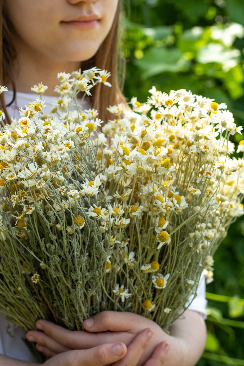 Puede incluir: Un gran ramo de flores de manzanilla secas, con p&eacute;talos blancos y centros amarillos, sobre un fondo verde borroso. Las flores est&aacute;n densamente empaquetadas, creando una apariencia llena y texturizada. Los tallos son de color verde gris&aacute;ceo.