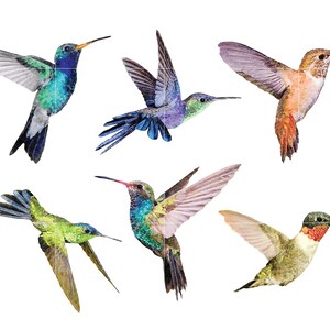 Hummingbird Watercolor Clipart Download Commercial Use