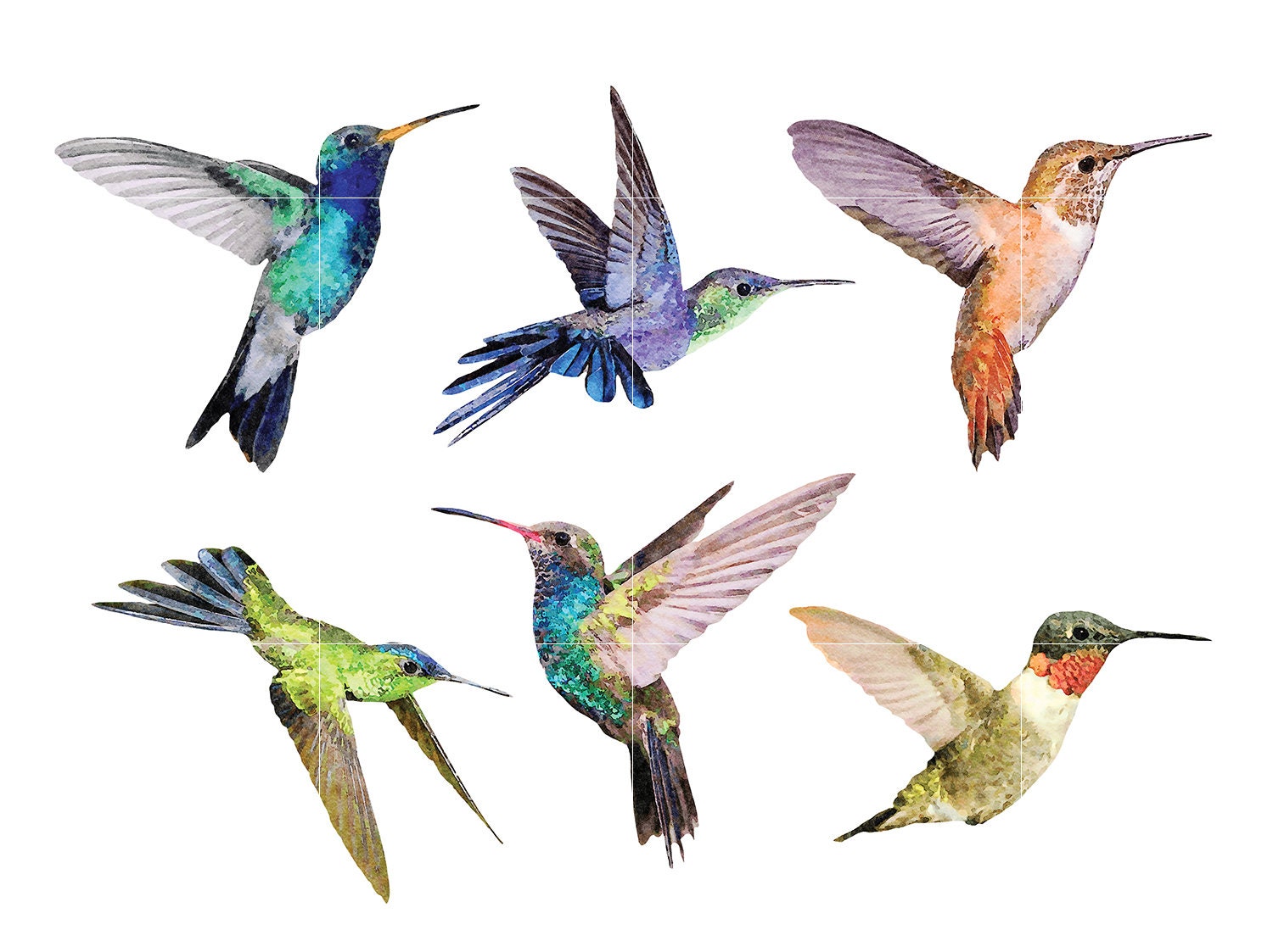 Hummingbird Watercolor Clipart Download Commercial Use - Etsy