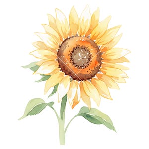 10 imágenes prediseñadas de girasol, ilustración de flor amarilla en acuarela PNG, descarga instantánea, uso comercial