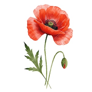 10 Red Poppy Watercolor Cliparts Set, Printable Images, Instant Download, Commercial Use