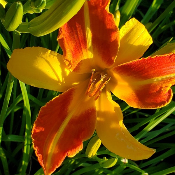 Orange Yellow Decor Etsy