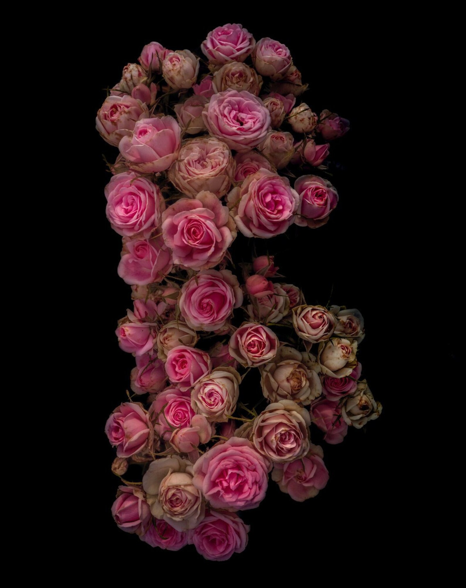 Pink ’lilith’ Flower 13x19 Matte Archival | Etsy