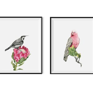 Set of 4 Australian Native Birds - Magpie, Black Cockatoo, Honeyeater, Galah - Protea Gum Tree Flower Plants