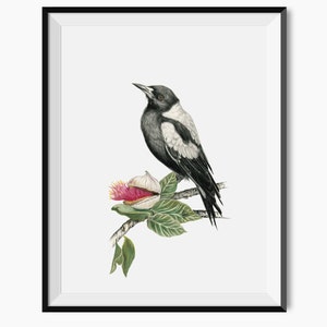 Magpie Silver Princess Gum Blossom A4 Art Print - Australian Native Birds Fauna Flora