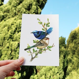 Splendid Wren Couple Postcard, Australian Native Birds, Fauna Flora Postcards