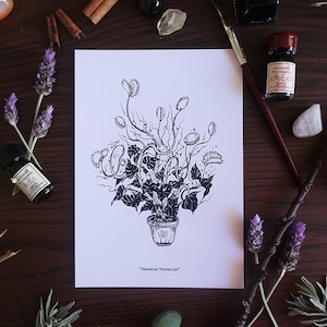 Herbology Venomous Tentacula Magical Plant Illustration Herb Lore Art Prints