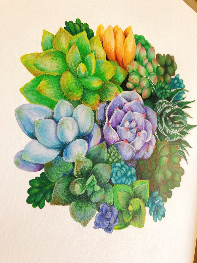 ORIGINAL Succulent Colored Pencil Art Botanical Illustration | Etsy
