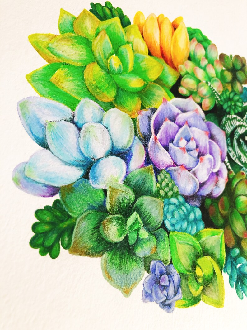 ORIGINAL Succulent Colored Pencil Art Botanical Illustration Etsy