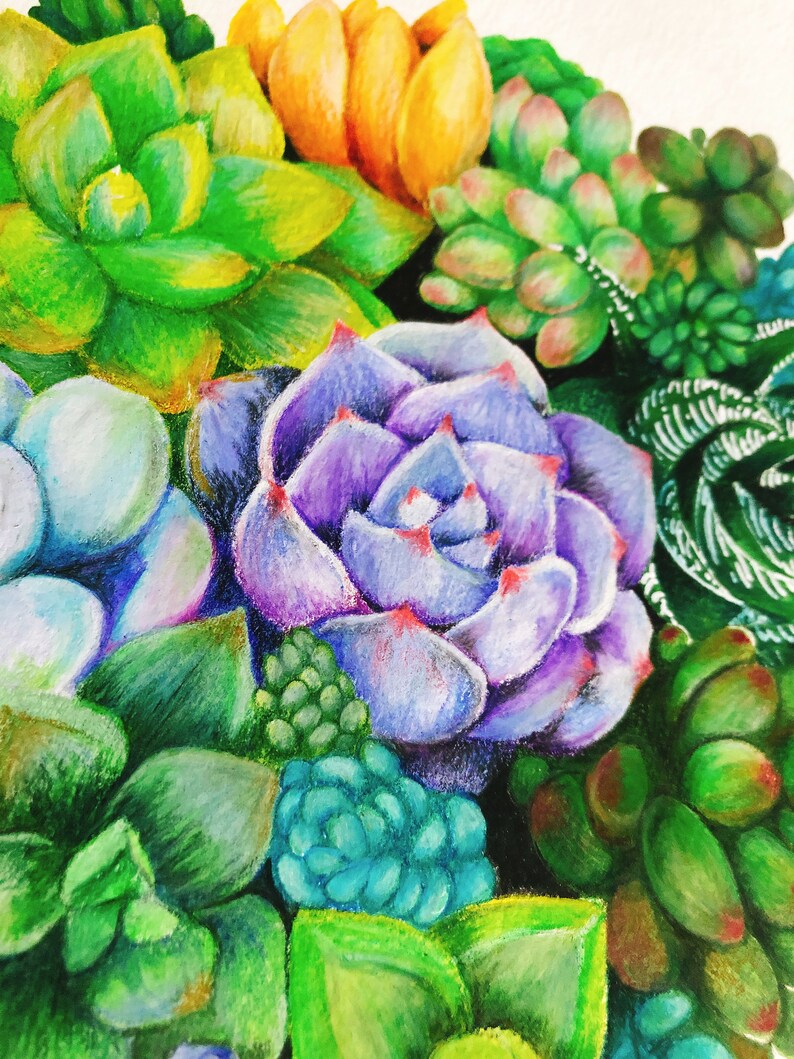ORIGINAL Succulent Colored Pencil Art Botanical Illustration | Etsy