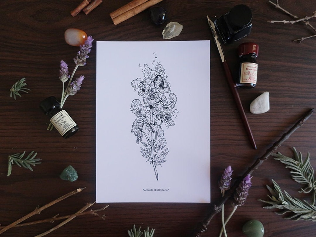 Herbology Aconite Wolfsbane Magical Plant Illustration Potion Making