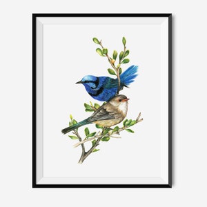 Splendid Wren Couple Blue - Gold Embellished A4 Art Print - Australian Native Birds Fauna Flora