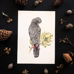 ORIGINAL Red Tailed Black Cockatoo - Bird Drawing - Australian Wildlife, Australian Native Bird Fauna Flora Art