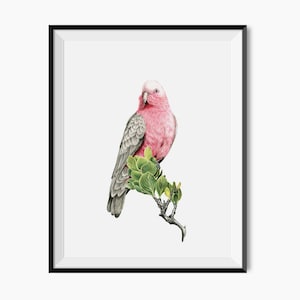 Grey and Pink Galah Australian Native Birds Fauna Flora