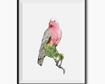 Grey and Pink Galah Australian Native Birds Fauna Flora