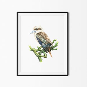 Kookaburra Australian Native Birds Fauna Flora