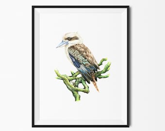 Kookaburra Australian Native Birds Fauna Flora