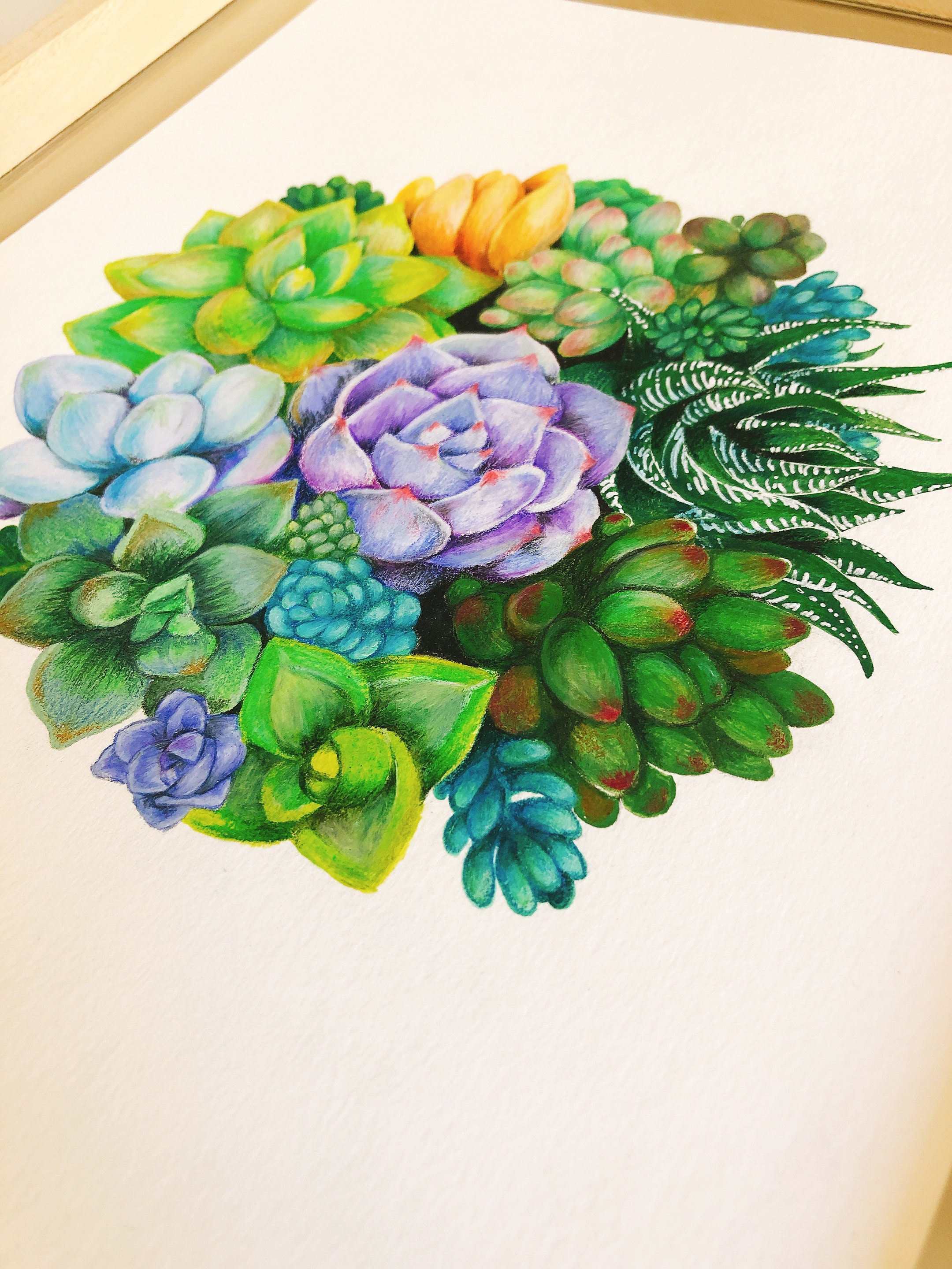 ORIGINAL Succulent Colored Pencil Art Botanical Illustration | Etsy