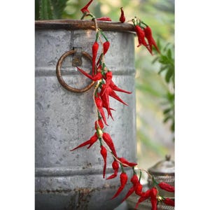 May include: A galvanized metal bucket with a rusty metal handle holds a string of bright red chili peppers. The peppers are strung together with green twine, creating a rustic and decorative display. The background is blurred, suggesting an outdoor setting.