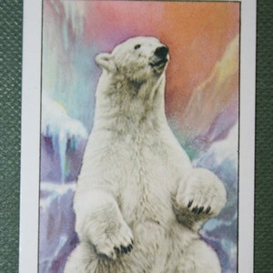 ORSO POLARE Carta illustrata della fauna selvatica d'epoca del 1937