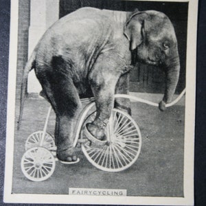Elefante en triciclo CIRCUS ANIMAL ACT Tarjeta fotográfica vintage
