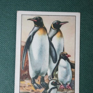 PINGUINI Tre specie Carta illustrata della fauna selvatica d'epoca del 1937